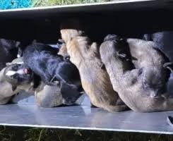 Corrientes: bomberos rescataron a una perra con sus nueve cachorros de una alcantarilla-